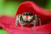 Thuật ngữ Macro và Micro Thuật ngữ Macro và Micro